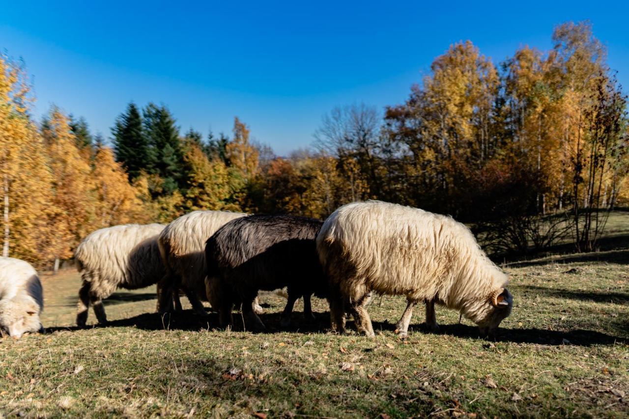 Jezowa Woda Osrodek Wypoczynkowy Palmiarnia I Spa Przyszowa  ภายนอก รูปภาพ